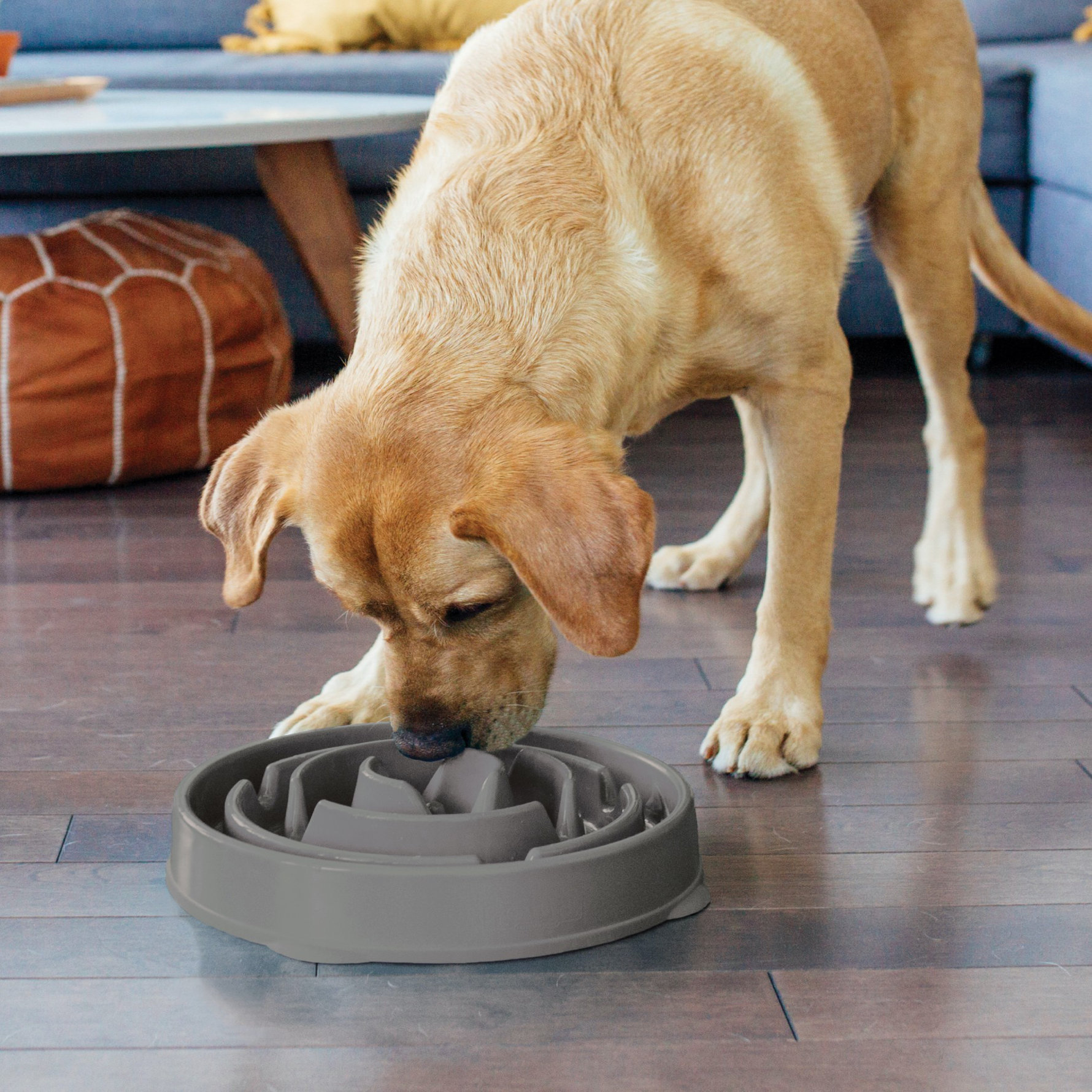 Wayfair dog outlet bowls